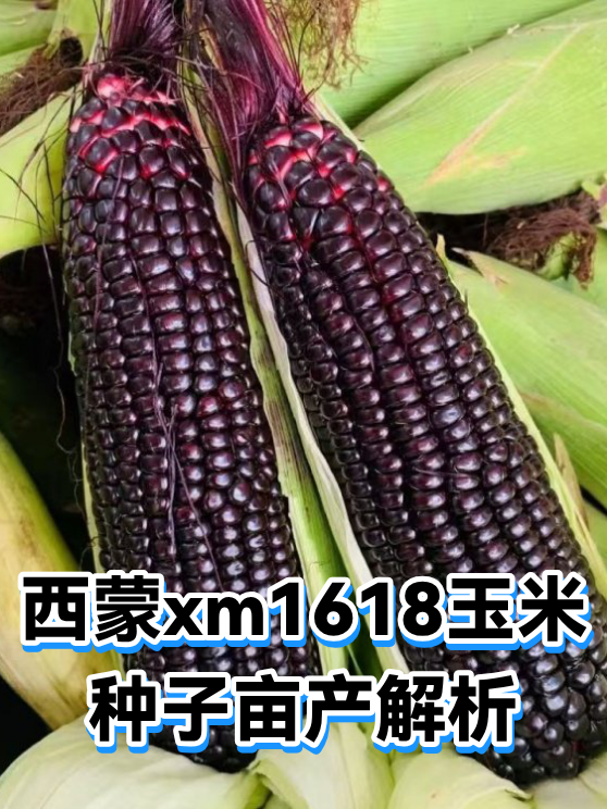西蒙xm1618玉米种子亩产解析（图1）