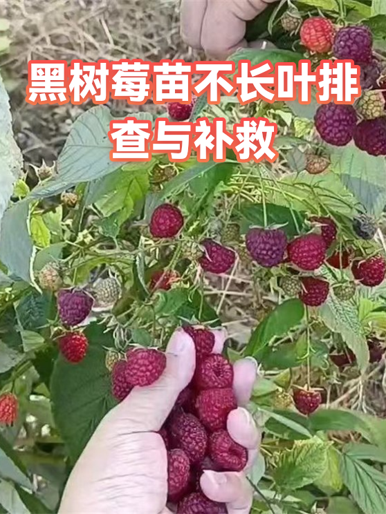 黑树莓苗不长叶排查与补救（图1）
