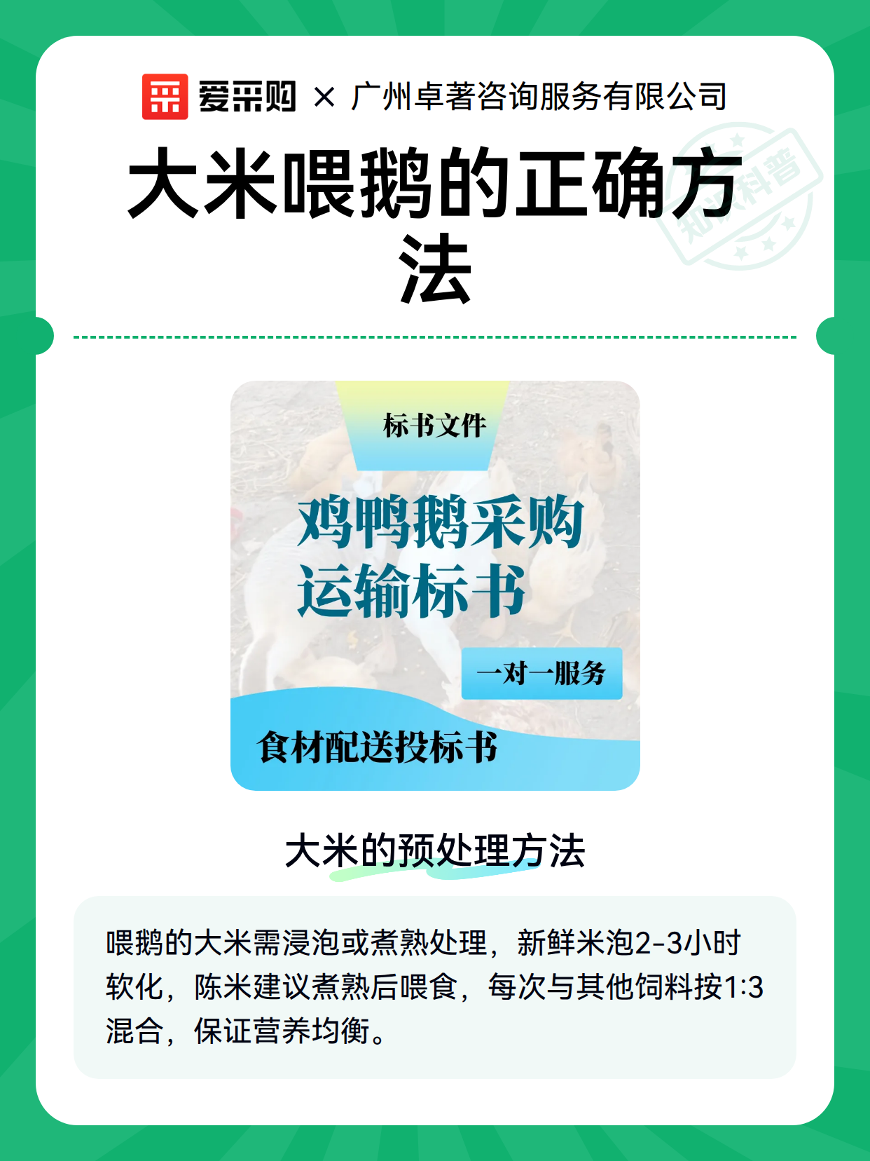 大米喂鹅的正确方法（图1）