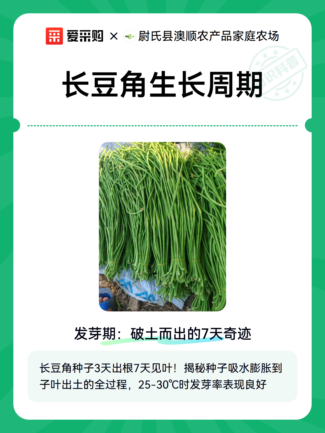 长豆角生长周期（图2）