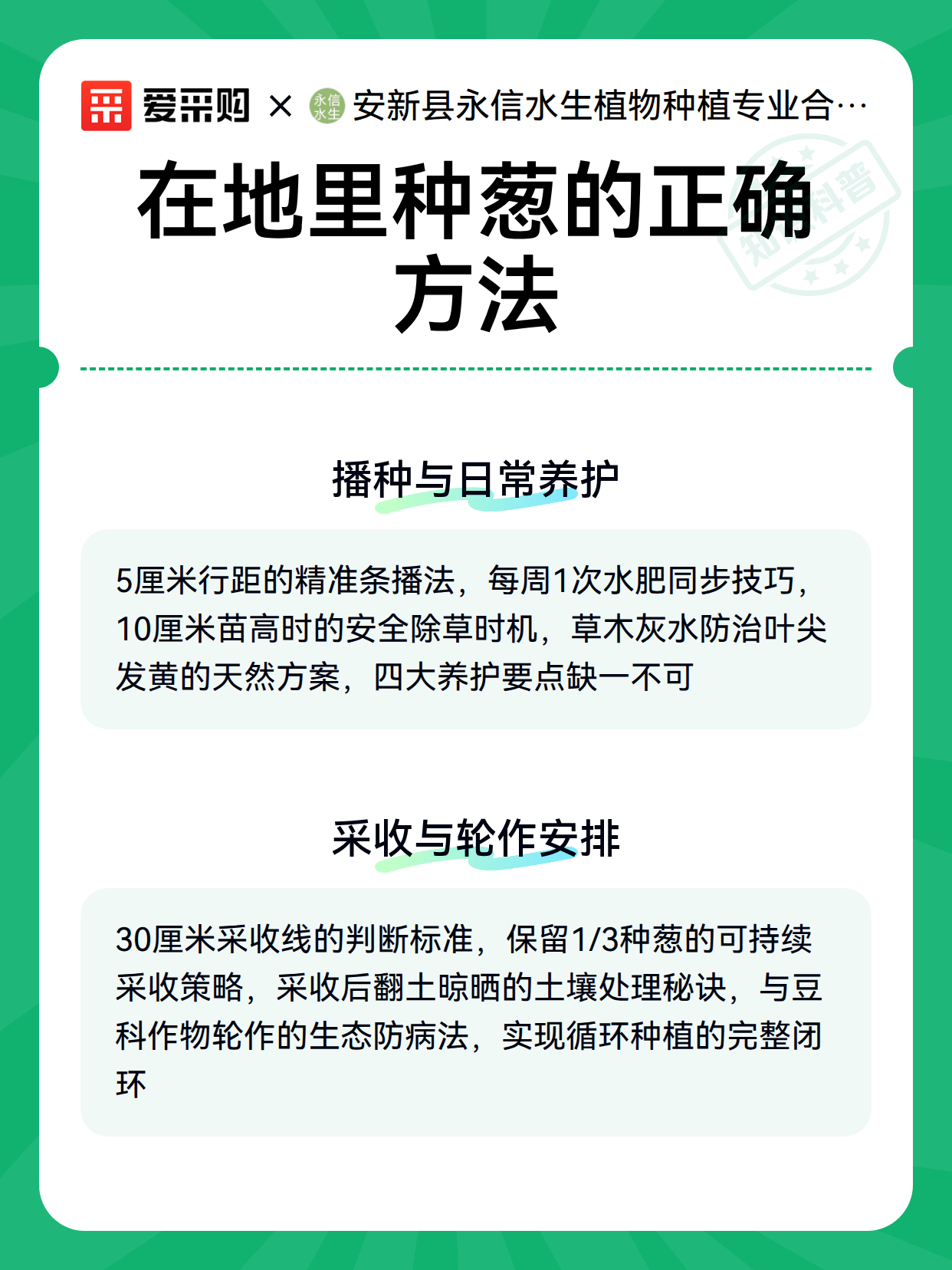 在地里种葱的正确方法（图3）