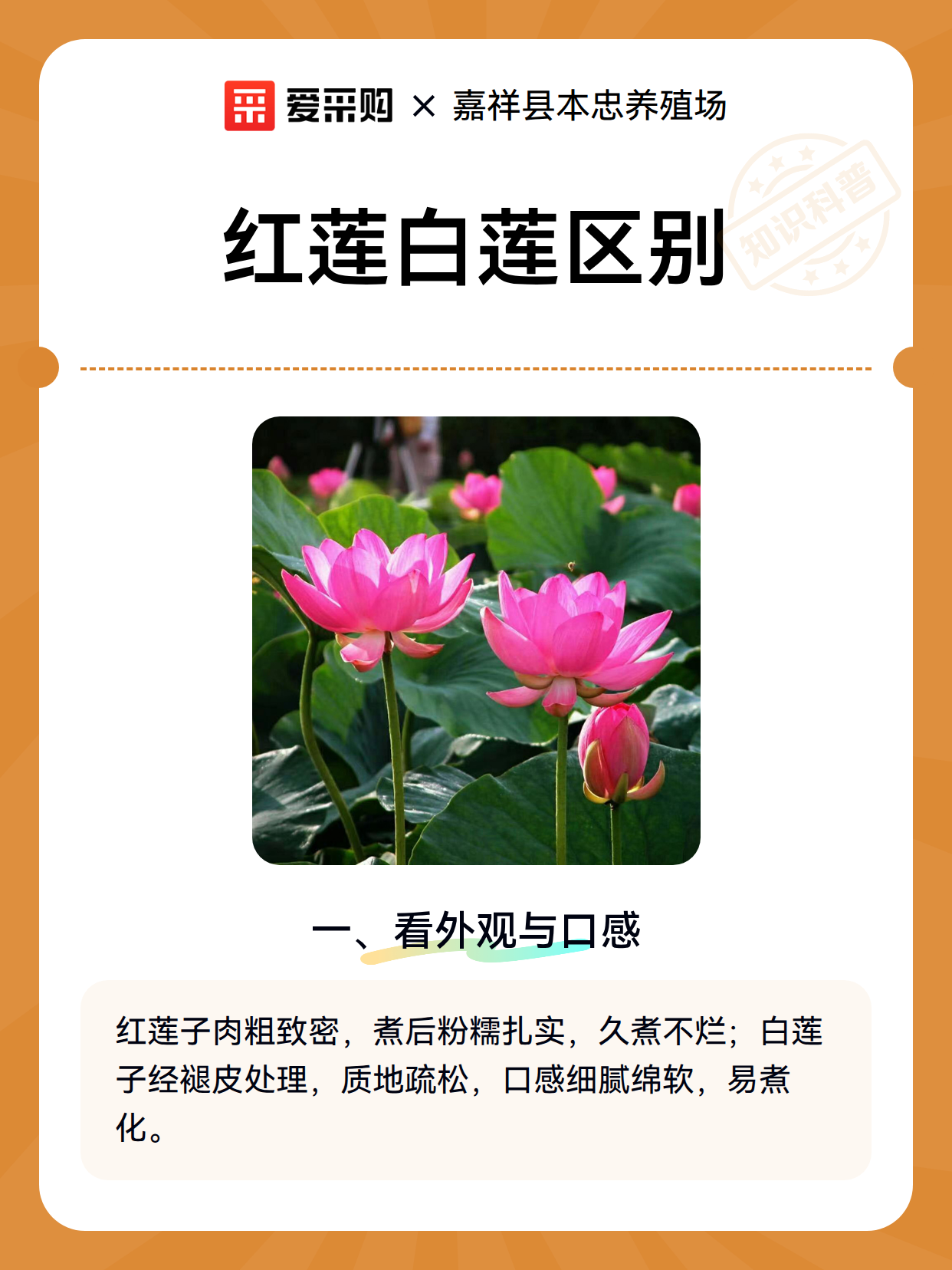 红莲白莲区别（图1）