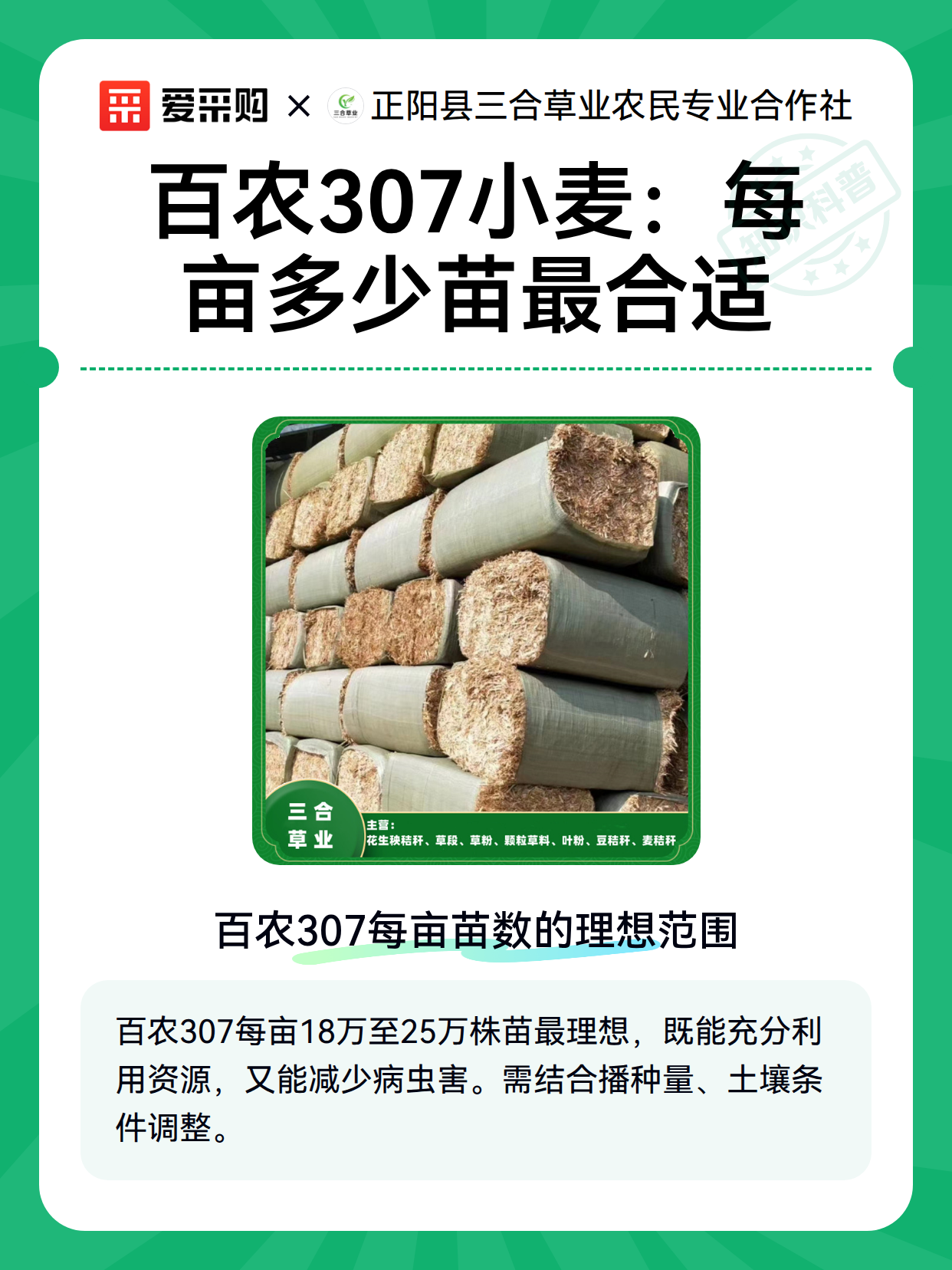 百农307小麦：每亩多少苗最合适（图2）