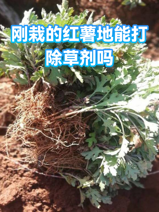刚栽的红薯地能打除草剂吗（图1）
