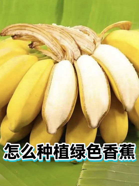 怎么种植绿色香蕉（图1）