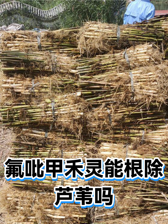 氟吡甲禾灵能根除芦苇吗（图1）
