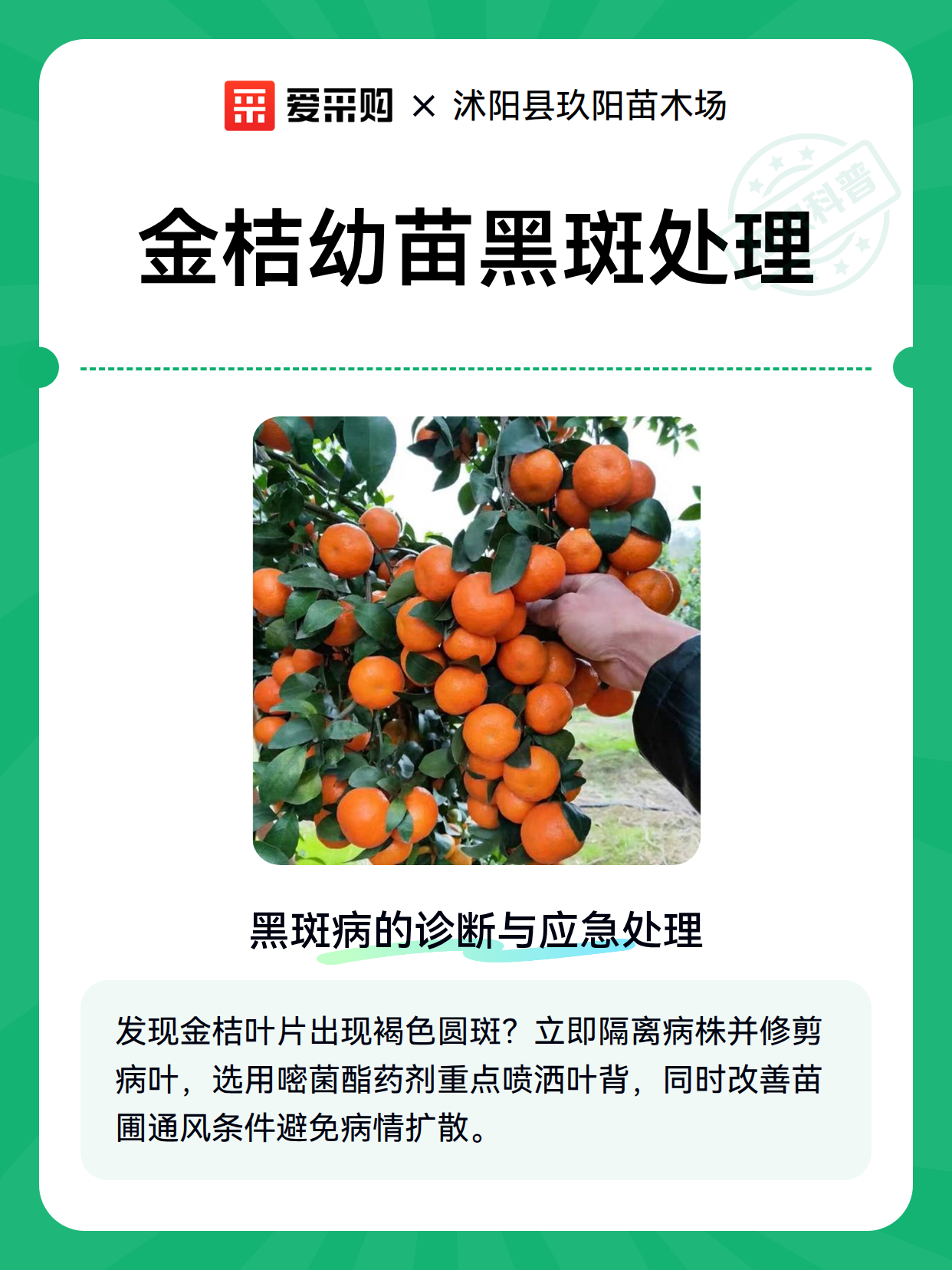 金桔幼苗黑斑成因排查与防治节点控制（图2）