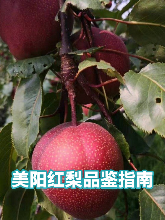 美阳红梨品鉴指南（图1）
