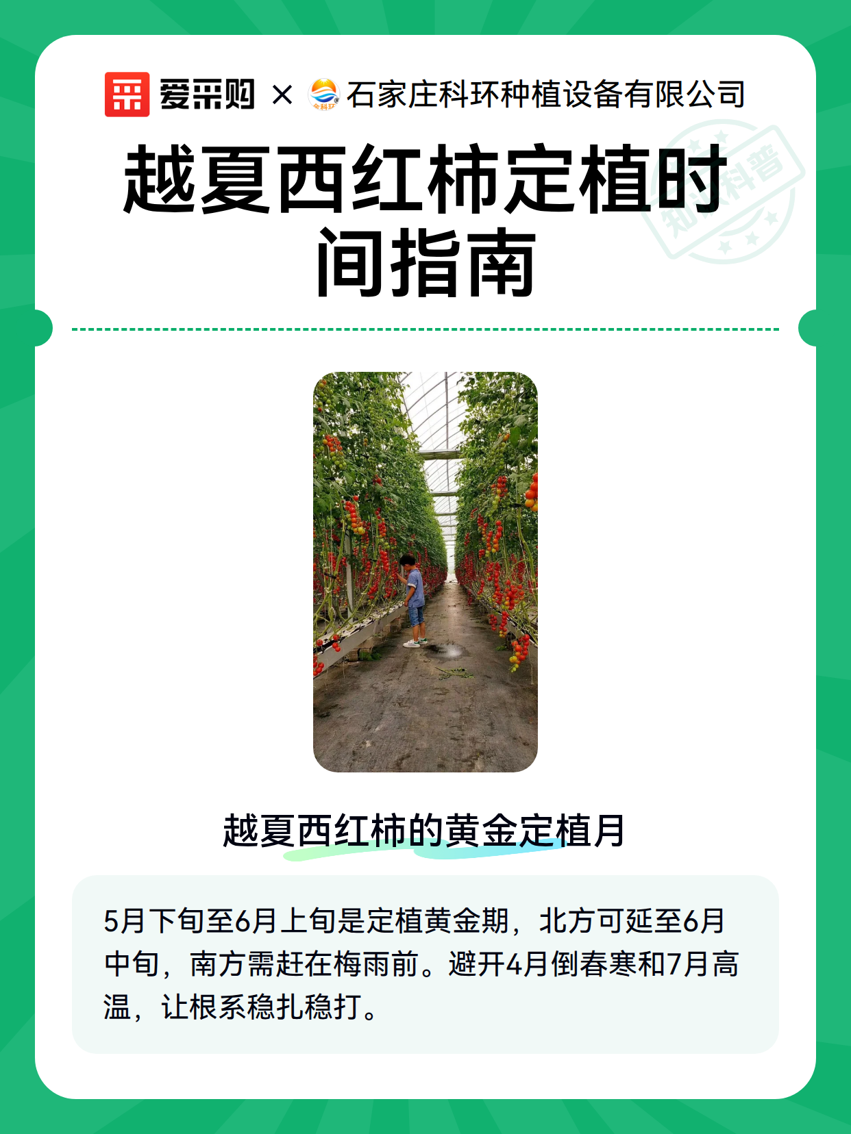 越夏西红柿定植时间指南（图2）