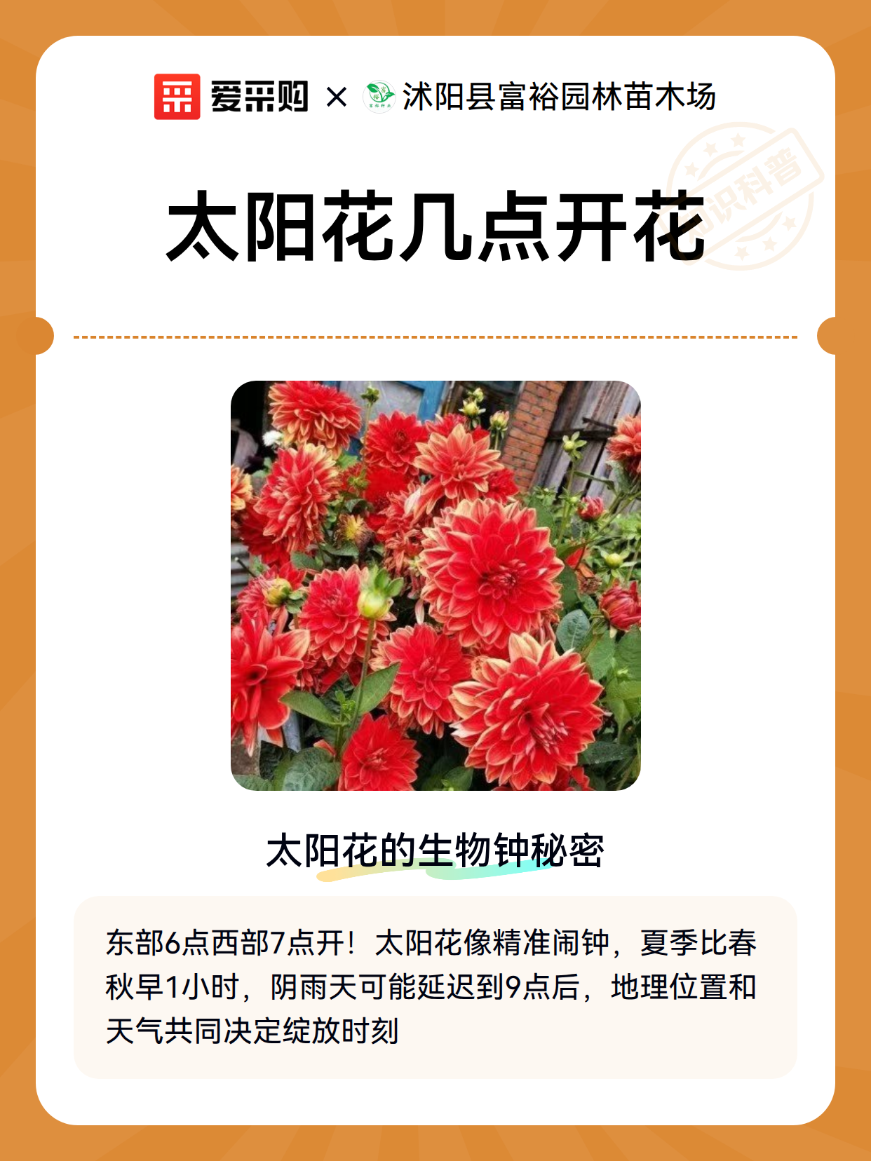 太阳花几点开花（图2）