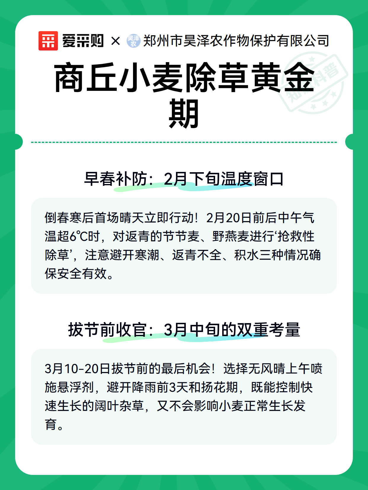 商丘小麦除草黄金期（图2）