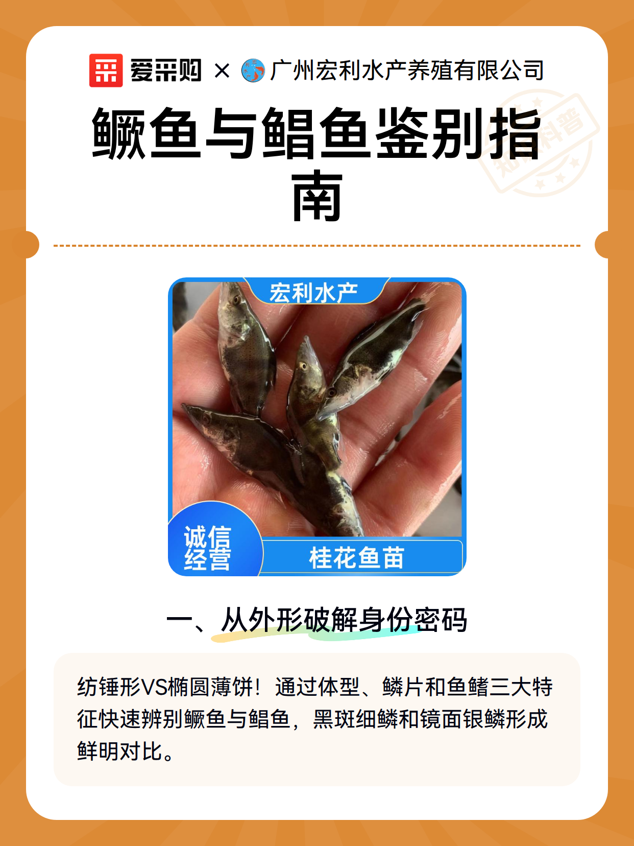 鳜鱼与鲳鱼鉴别指南（图2）
