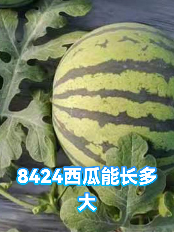 8424西瓜能长多大（图1）