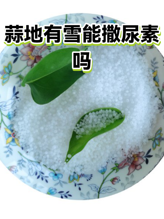 蒜地有雪能撒尿素吗（图1）