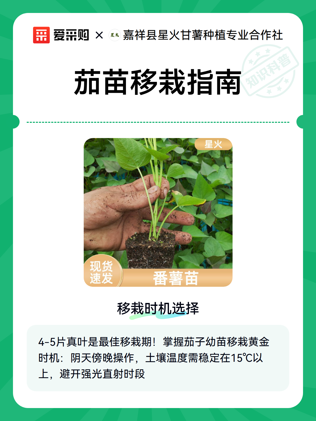 茄苗移栽指南（图2）