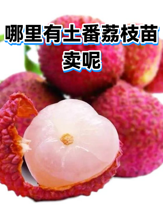 哪里有土番荔枝苗卖呢（图1）