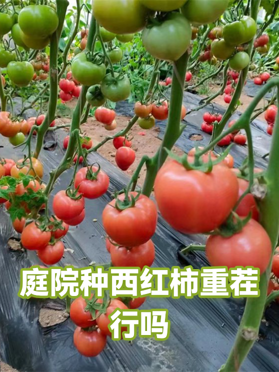 庭院种西红柿重茬行吗（图1）