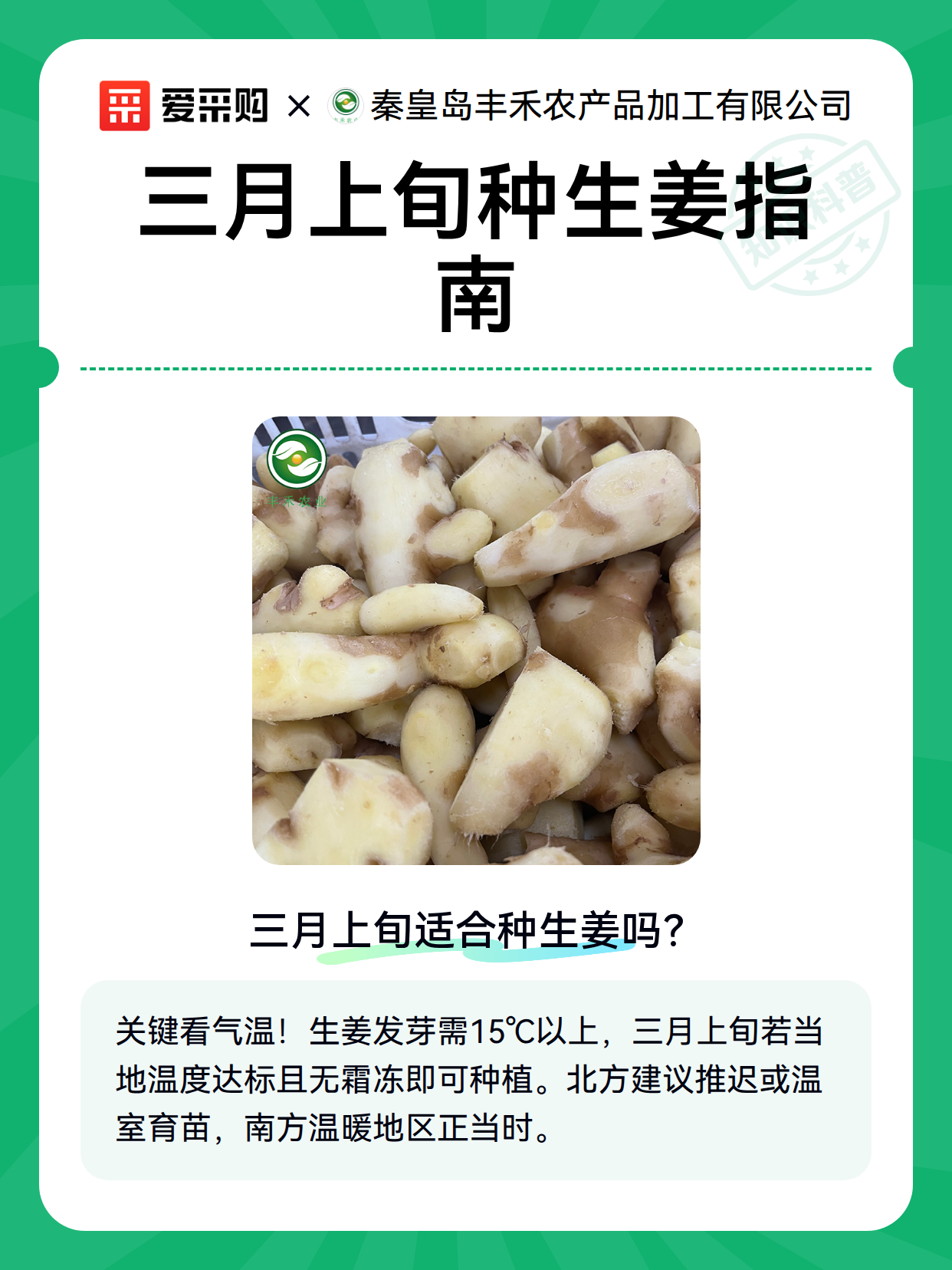 三月上旬种生姜指南（图2）
