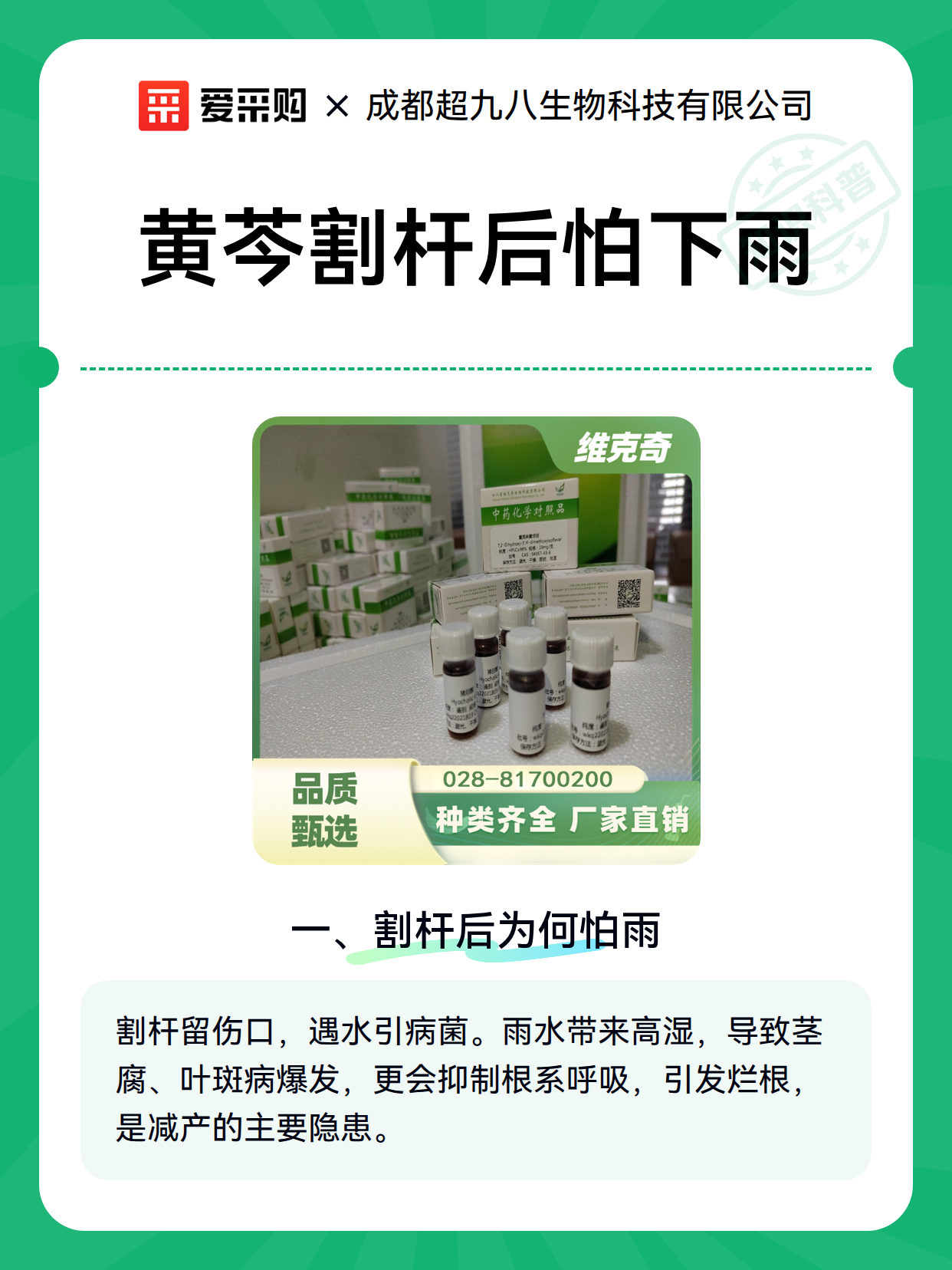 黄芩割杆后怕下雨（图1）