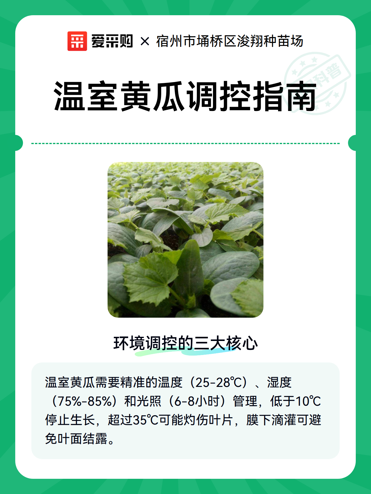 温室黄瓜调控指南（图2）