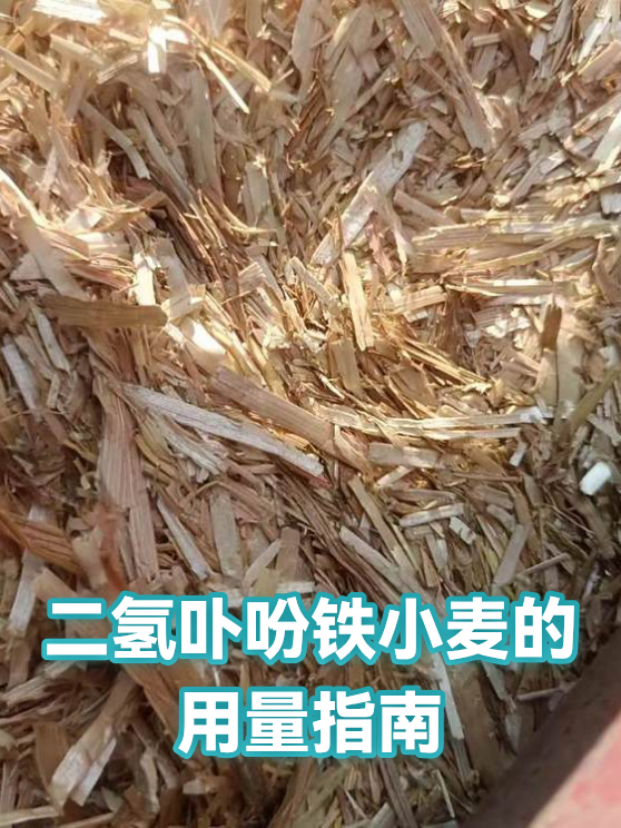 二氢卟吩铁小麦的用量指南（图1）