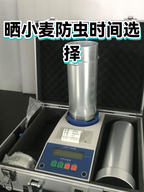 晒小麦防虫时间选择（图1）