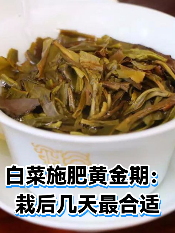 白菜施肥黄金期：栽后几天最合适（图1）
