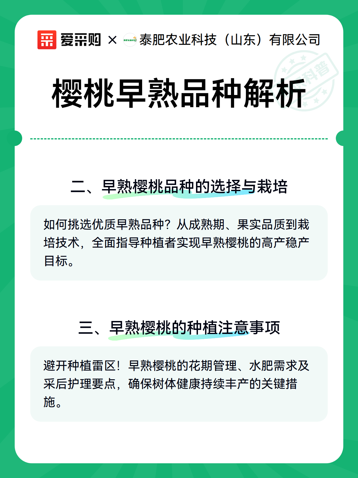 樱桃早熟品种解析（图3）
