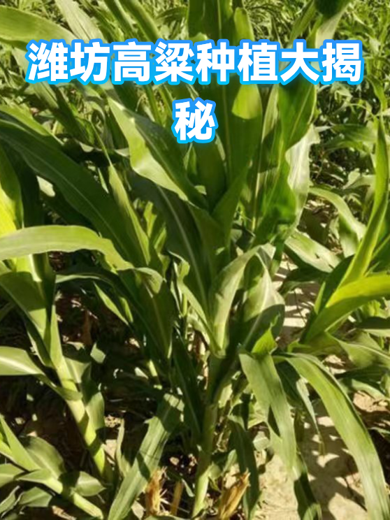 潍坊高粱种植大揭秘（图1）
