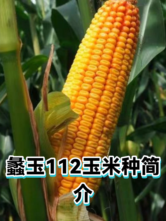 蠡玉112玉米种简介（图1）