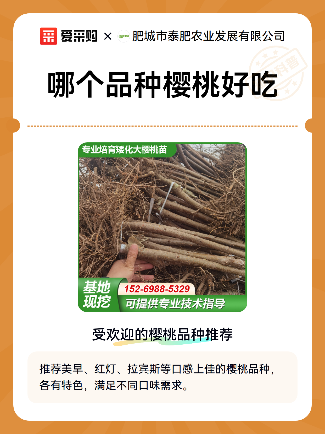 哪个品种樱桃好吃（图2）