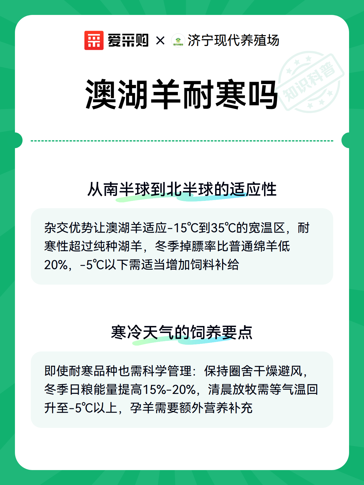 澳湖羊耐寒吗（图2）