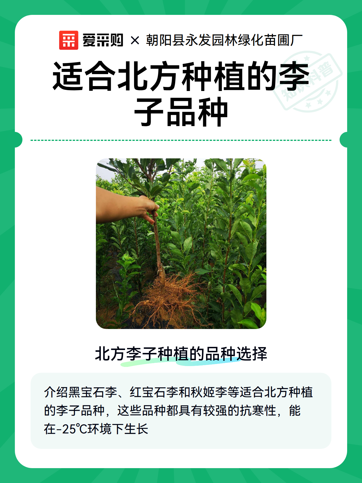 适合北方种植的李子品种（图2）
