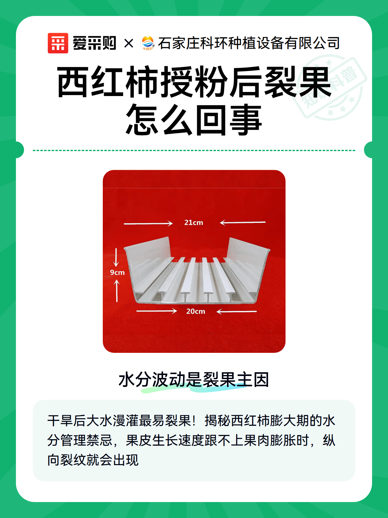 西红柿授粉后裂果怎么回事（图2）