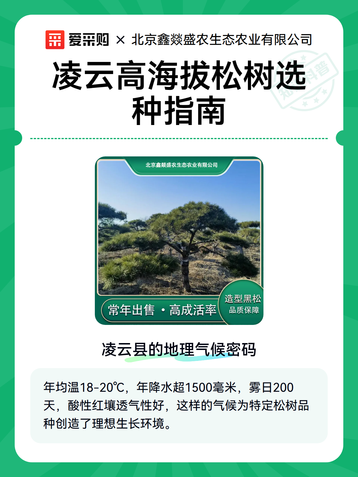 凌云高海拔松树选种指南（图2）