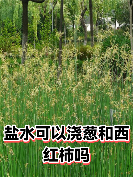盐水可以浇葱和西红柿吗（图1）