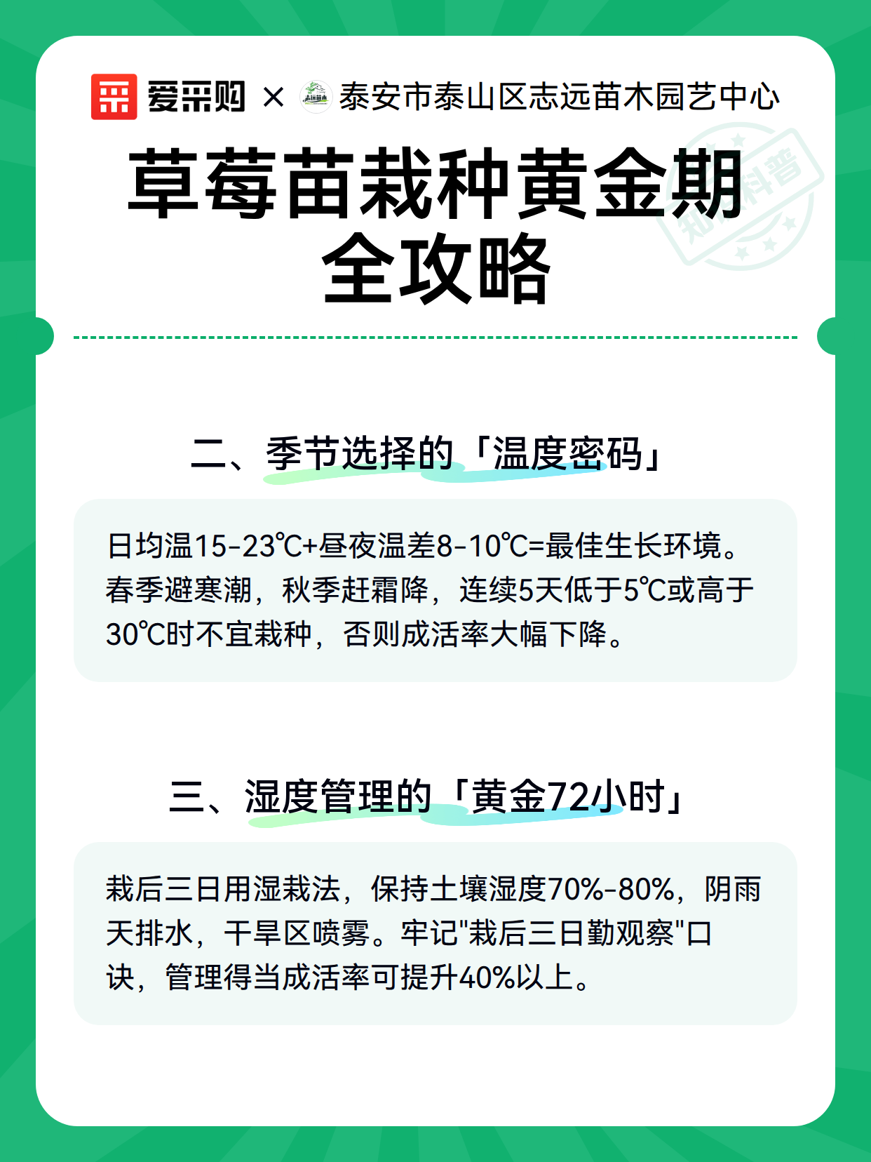 草莓苗栽种黄金期全攻略（图3）