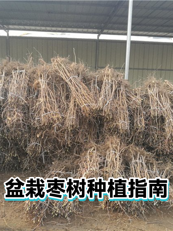 盆栽枣树种植指南（图1）