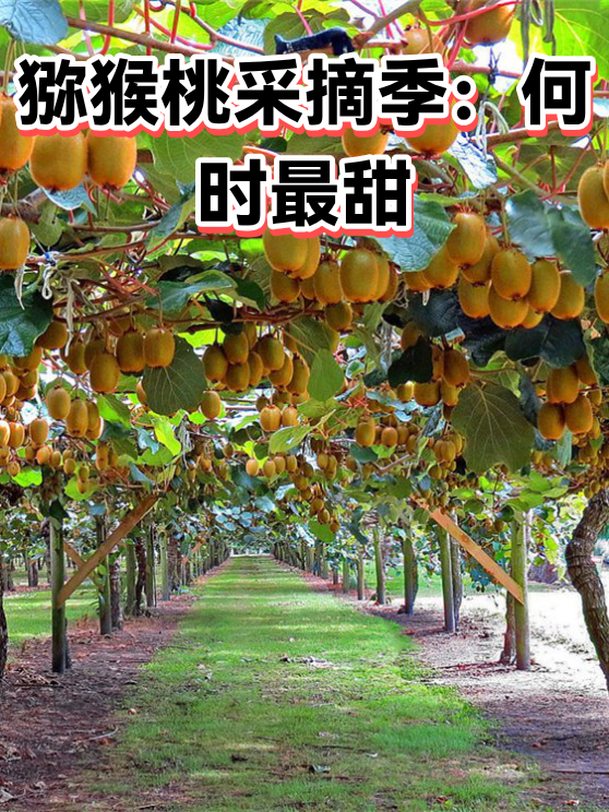 猕猴桃采摘季：何时最甜（图1）