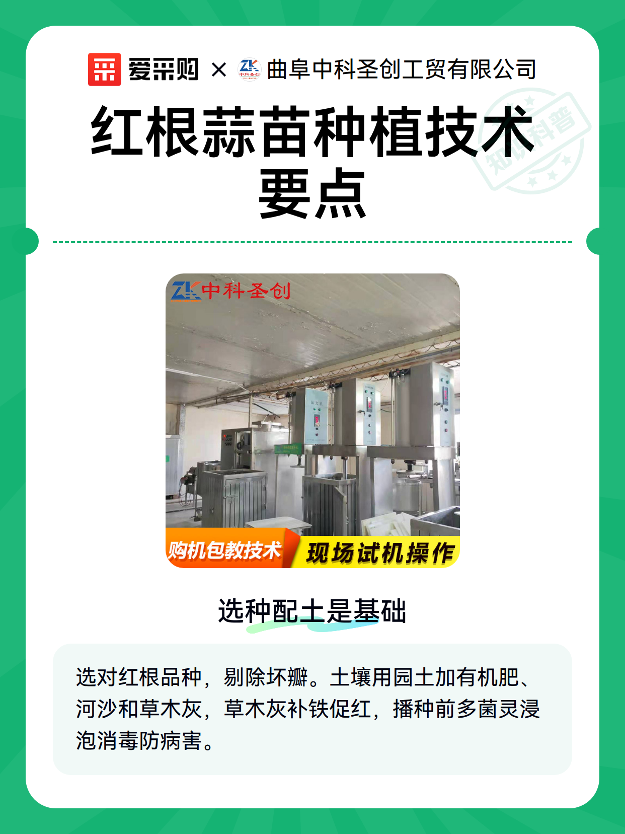 红根蒜苗种植技术要点（图1）