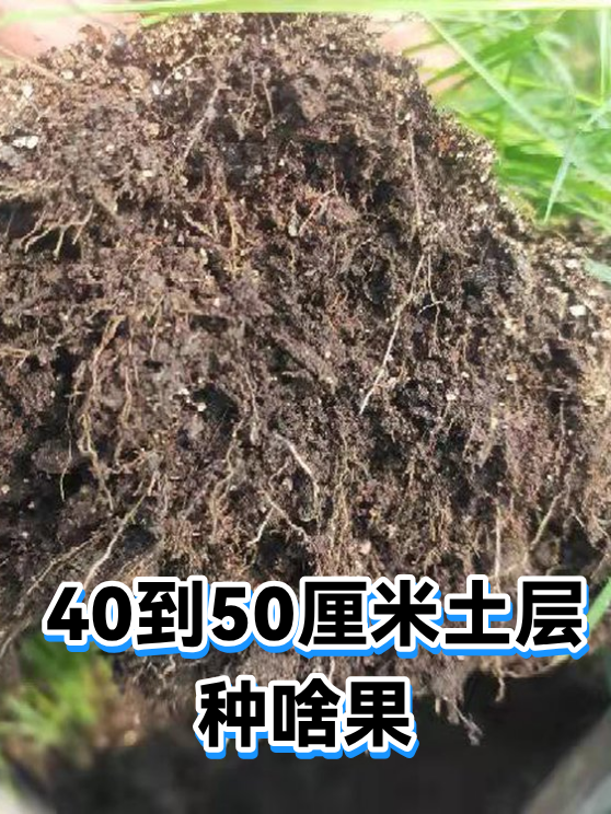 40到50厘米土层种啥果（图1）