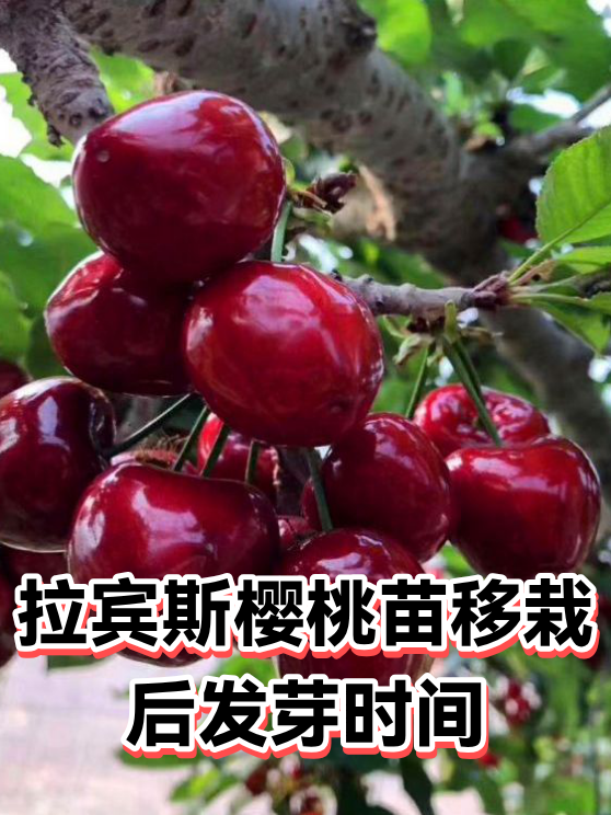 拉宾斯樱桃苗移栽后发芽时间（图1）