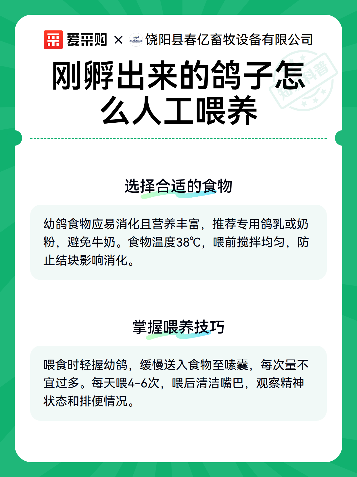 刚孵出来的鸽子怎么人工喂养（图2）