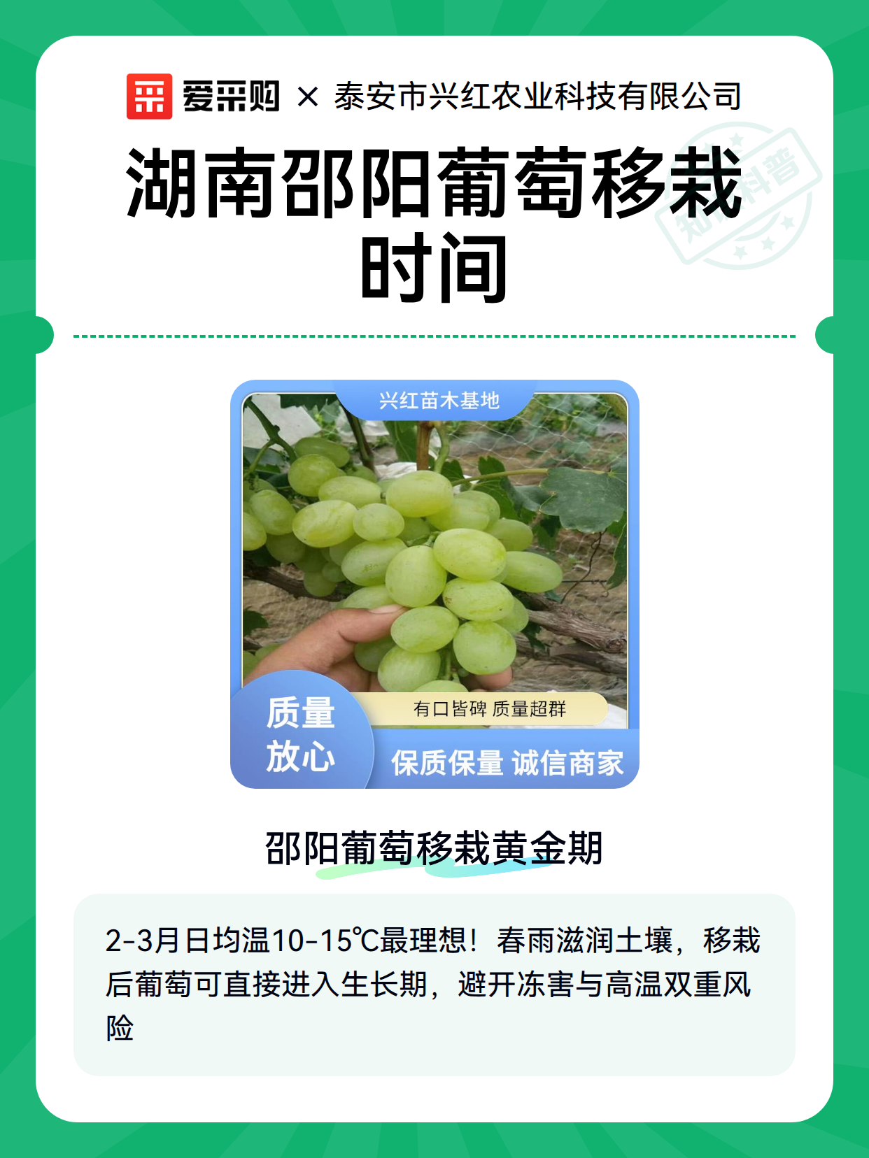 湖南邵阳葡萄移栽时间（图1）
