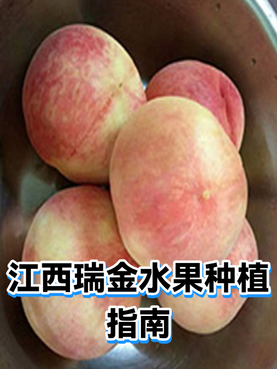 江西瑞金水果种植指南（图1）
