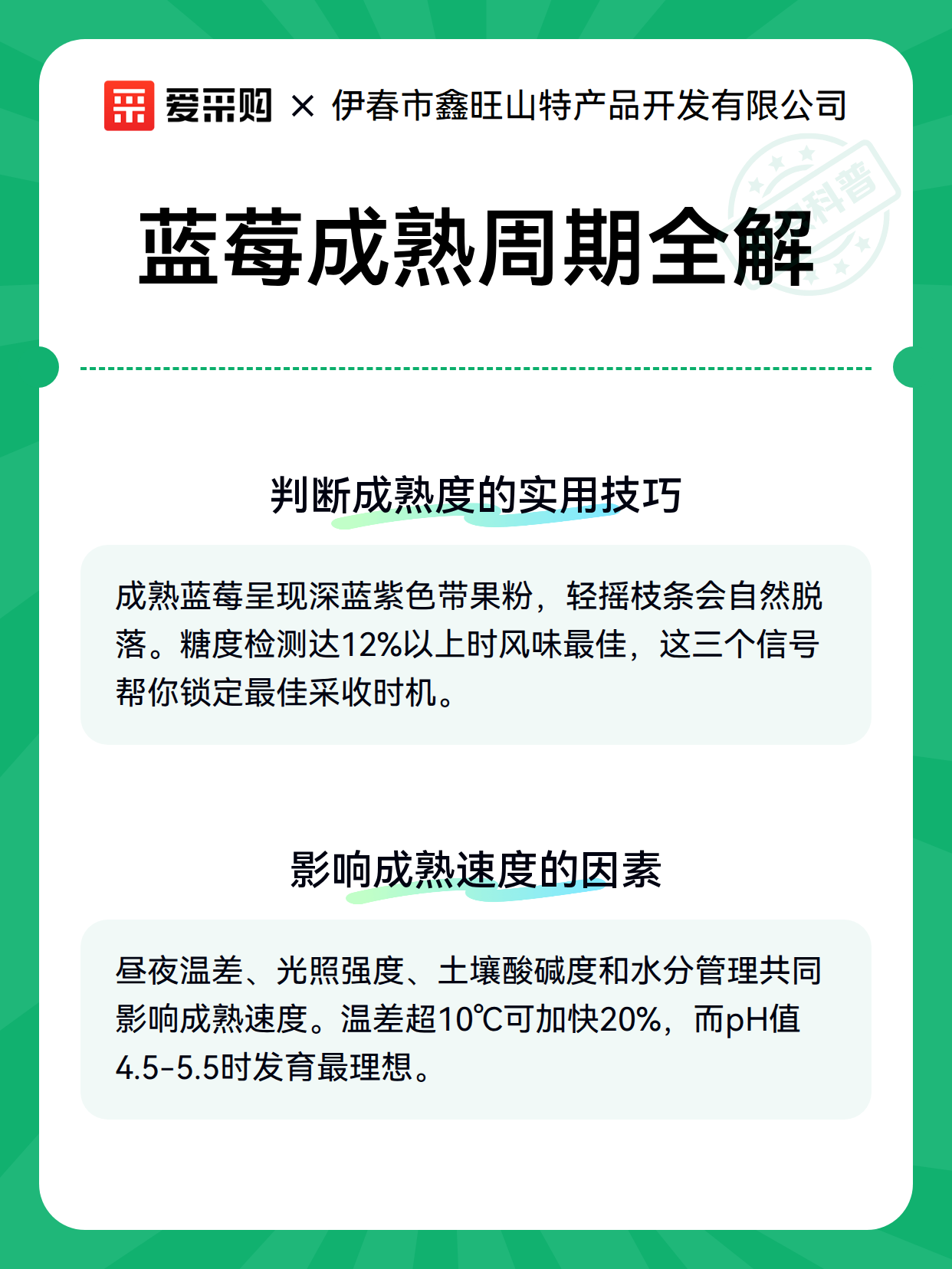 蓝莓成熟周期全解（图3）