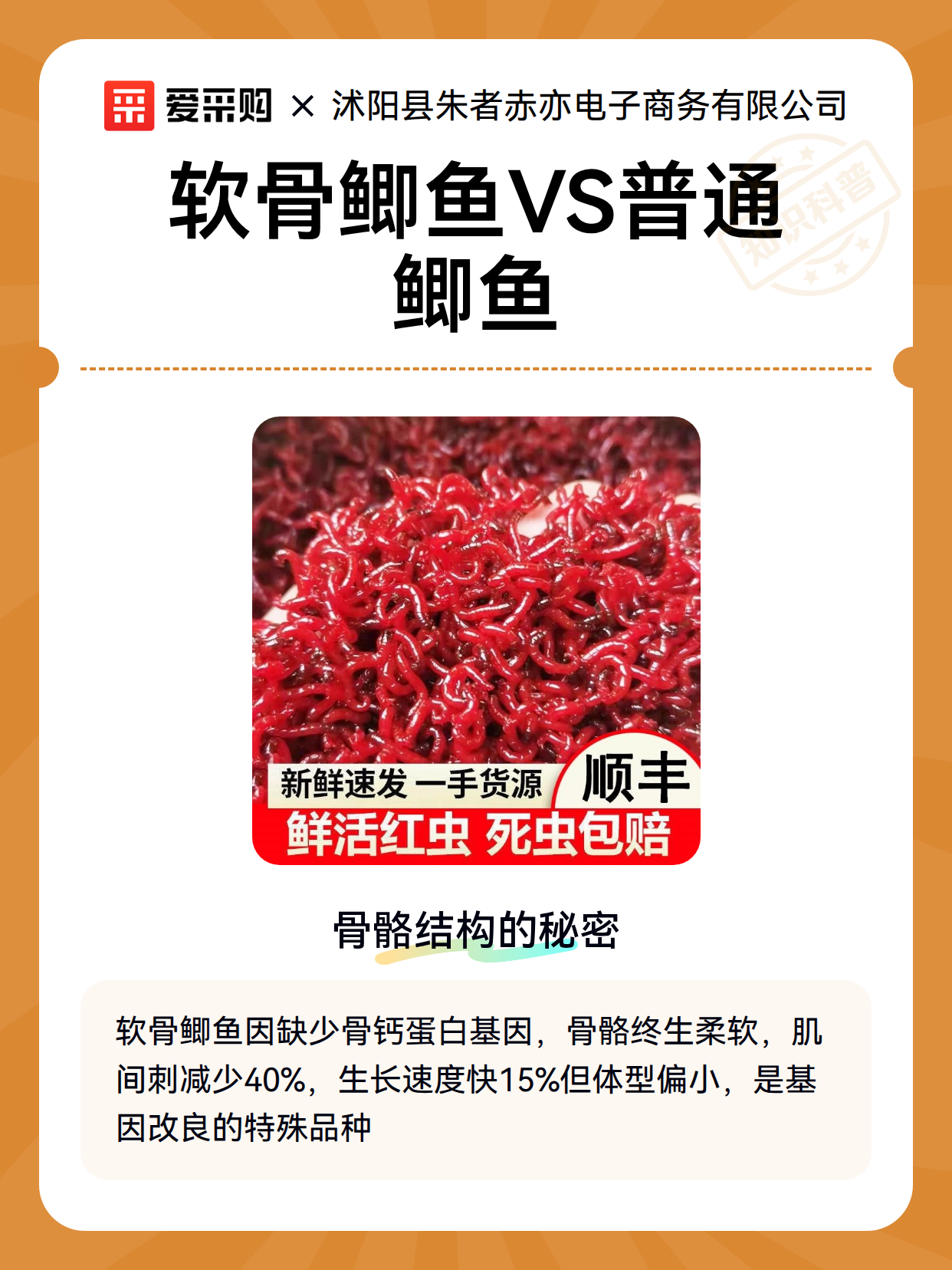 软骨鲫鱼VS普通鲫鱼（图1）