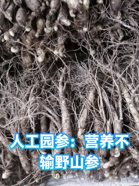 人工园参：营养不输野山参（图1）