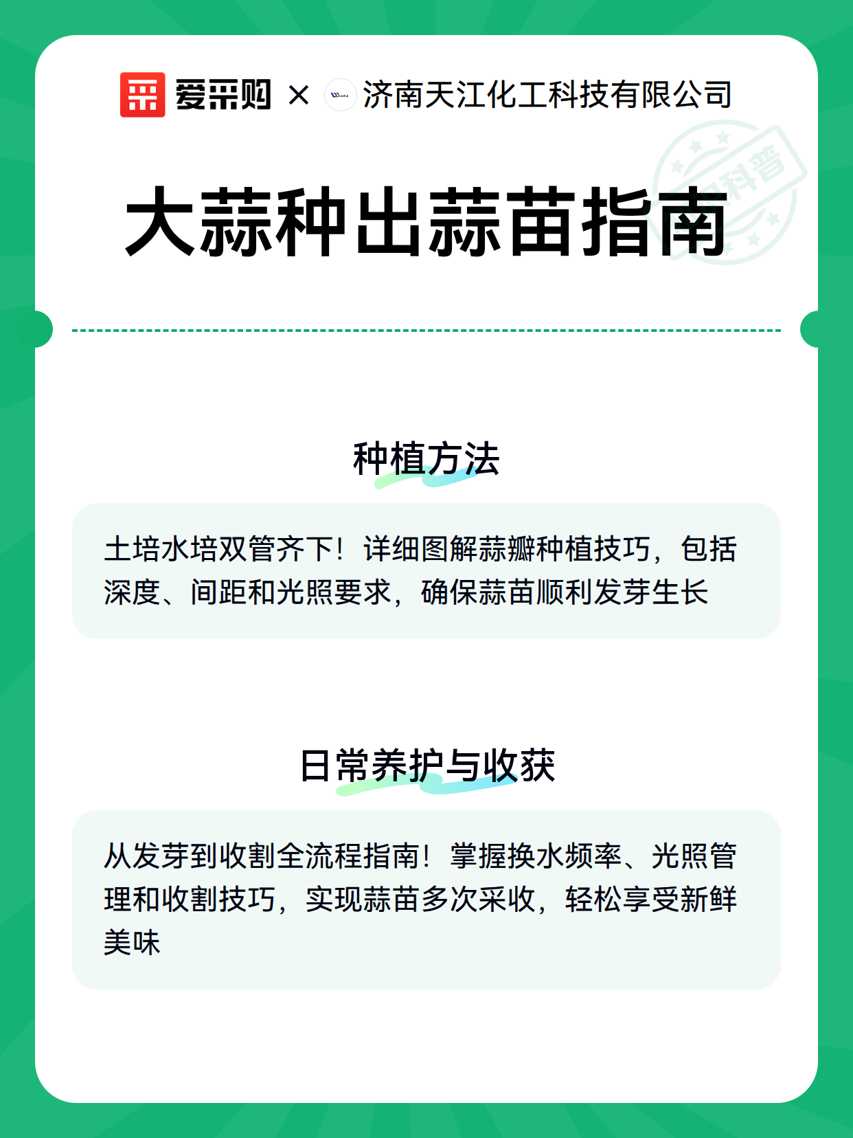大蒜种出蒜苗指南（图3）