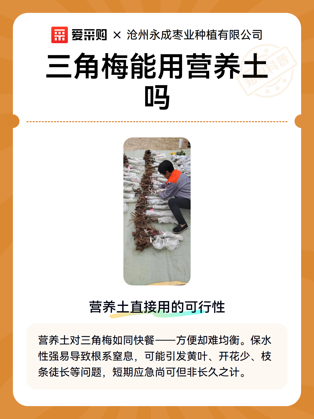 三角梅能用营养土吗（图2）